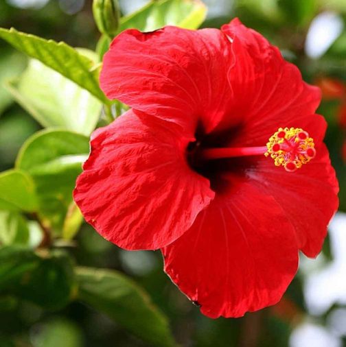 Hibiscus insp